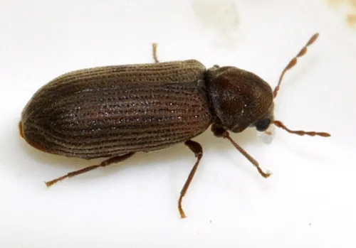 Common Furniture Beetle