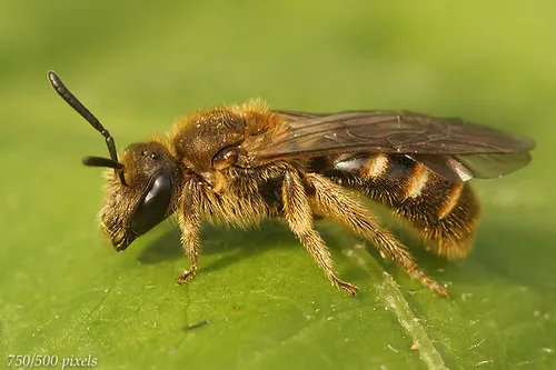 Common Furrow-bee