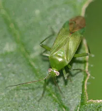 Common Green Capsid