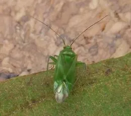 Common Green Capsid - photo 2