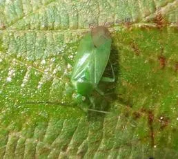 Common Green Capsid - photo 3