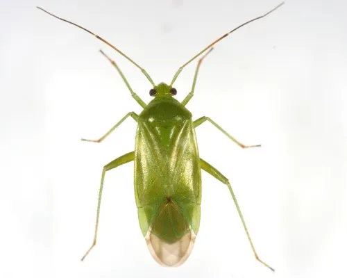 Common Green Capsid - photo 4