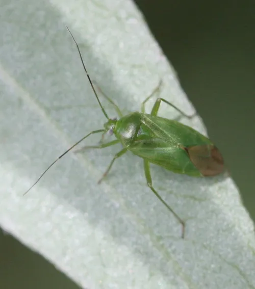 Common Green Capsid - photo 5