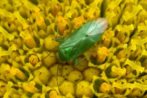 Common Green Capsid - photo 6