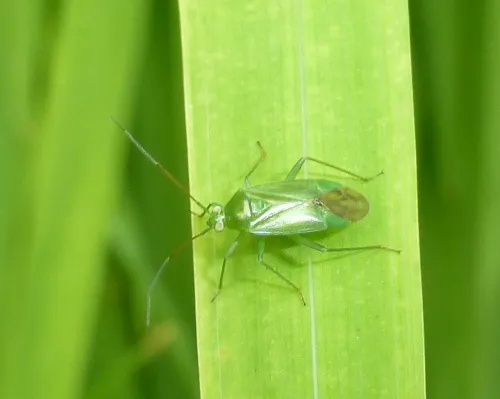 Common Green Capsid - photo 7