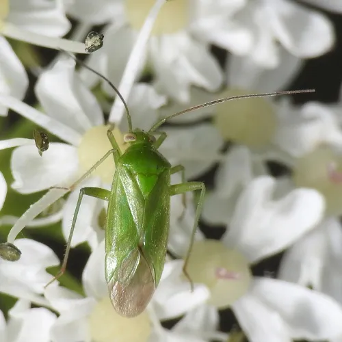Common Green Capsid - photo 8