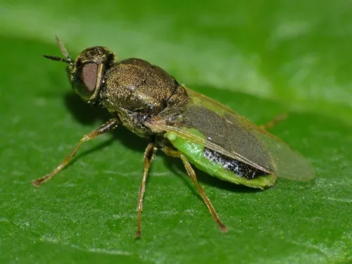 Common Green Colonel - Oplodontha viridula