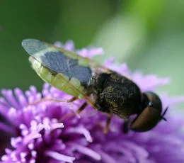 Common Green Colonel - photo 2