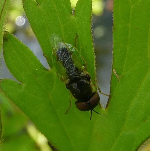 Common Green Colonel - photo 3