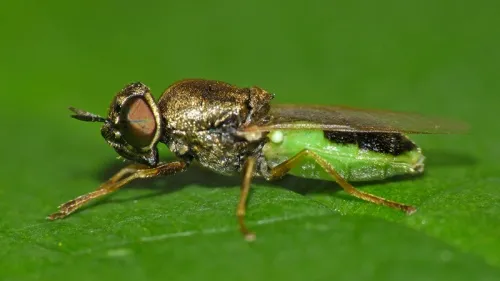 Common Green Colonel - photo 4