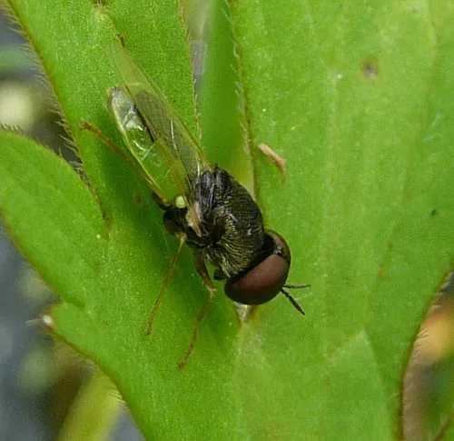 Common Green Colonel - photo 5