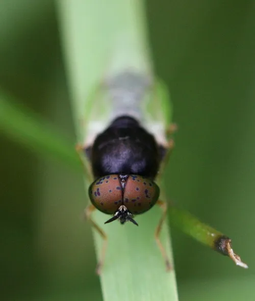 Common Green Colonel - photo 6