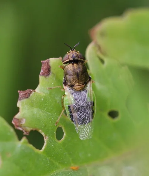 Common Green Colonel - photo 7