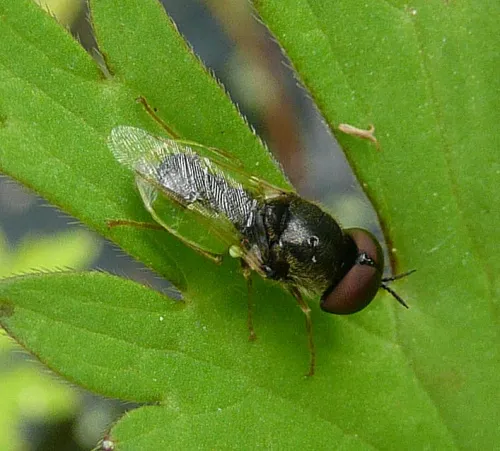 Common Green Colonel - photo 8