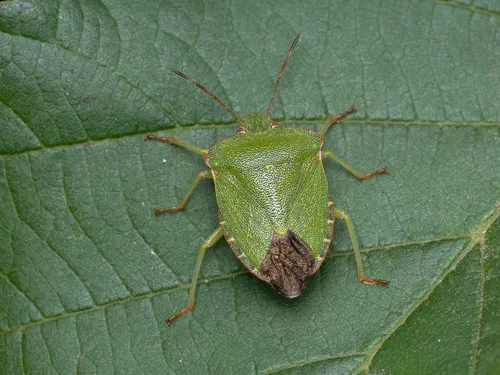 Common Green Shieldbug