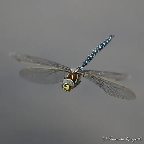 Common Hawker