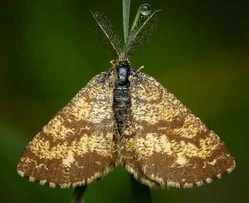 Common Heath - photo 8
