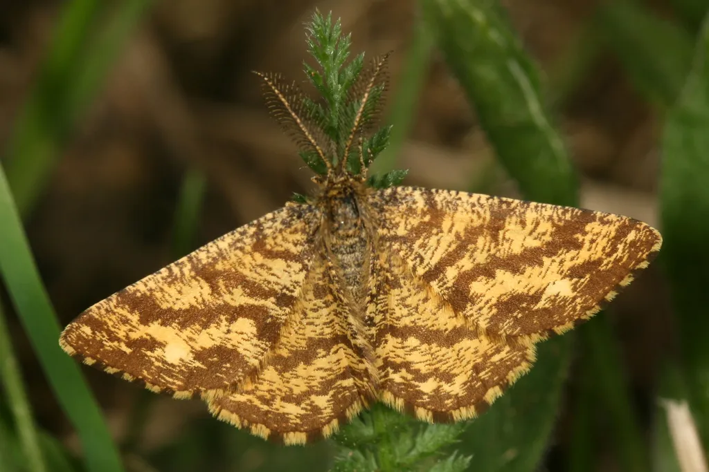 Common Heath - photo 2