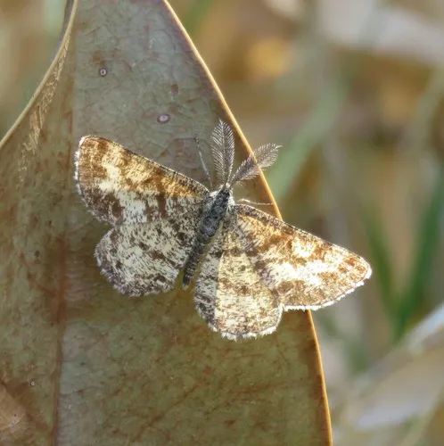 Common Heath - photo 4