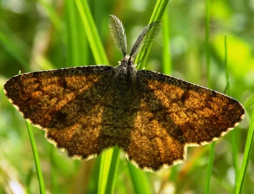 Common Heath - photo 7