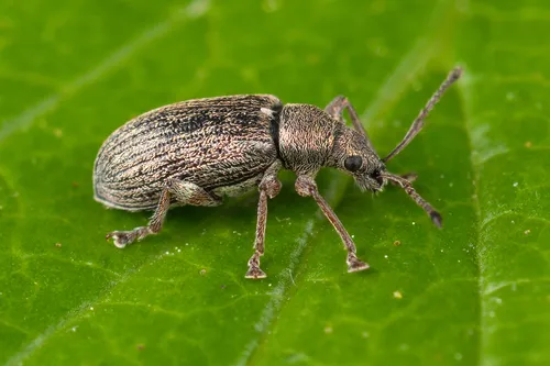 Common Leaf Weevil