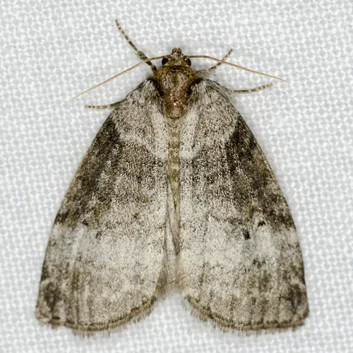 Common Lutestring - Ochropacha duplaris