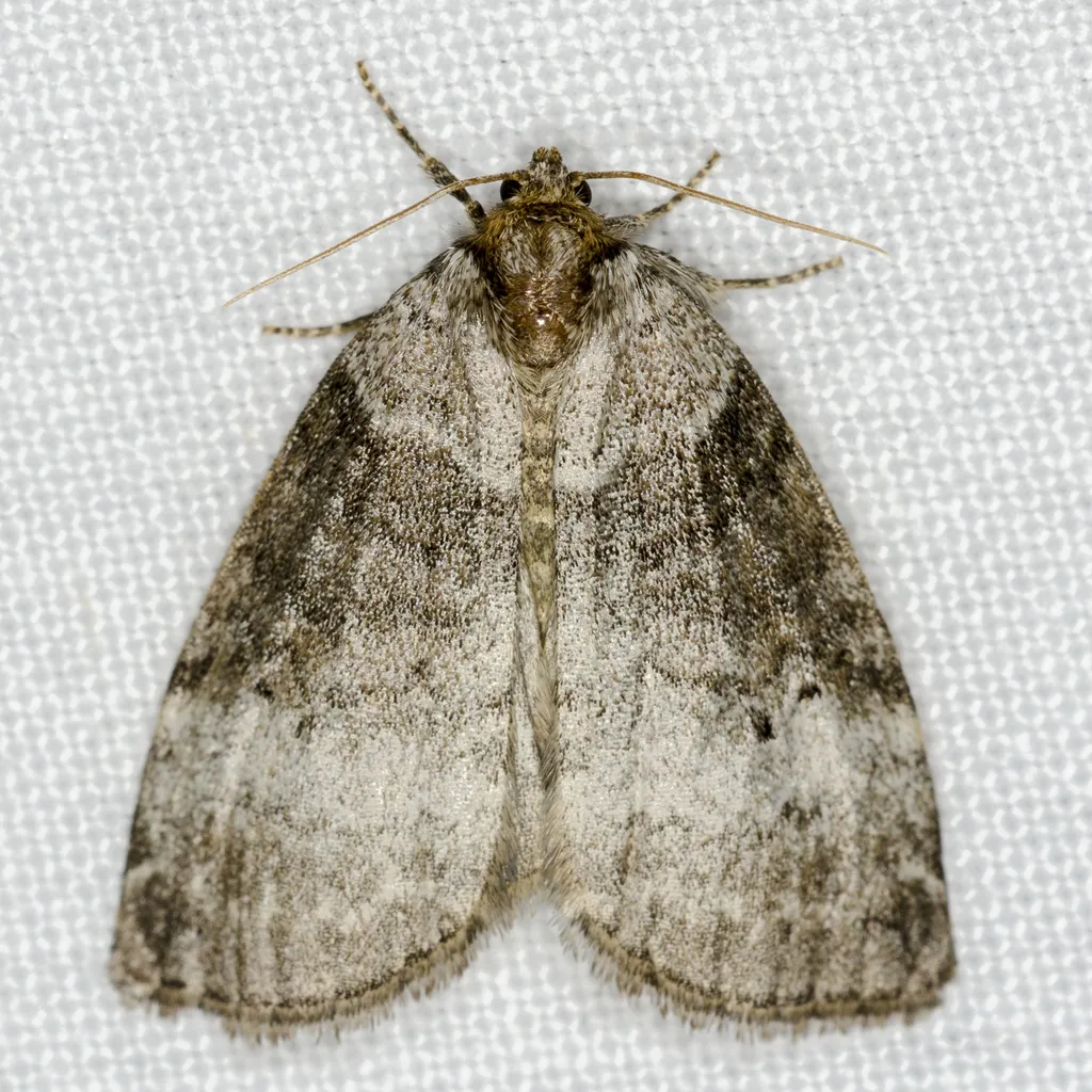 Common Lutestring - photo 2