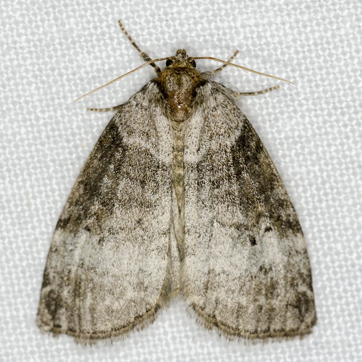 Common Lutestring - photo 3