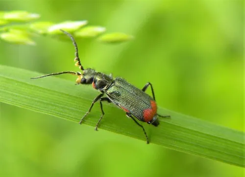 Common Malachite Beetle