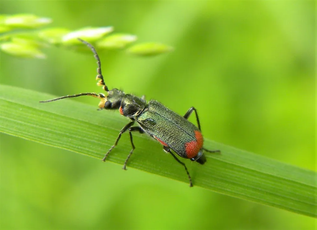 Common Malachite Beetle - photo 2