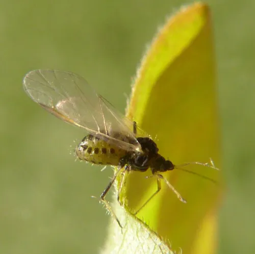 Common Maple Aphid - photo 2