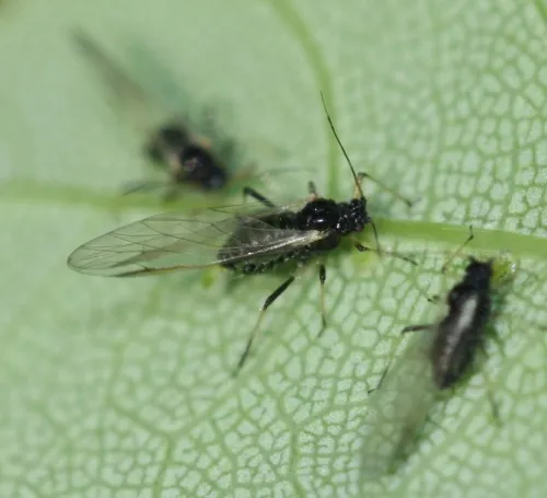 Common Maple Aphid - photo 3