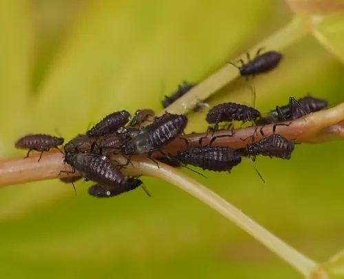 Common Maple Aphid - photo 4