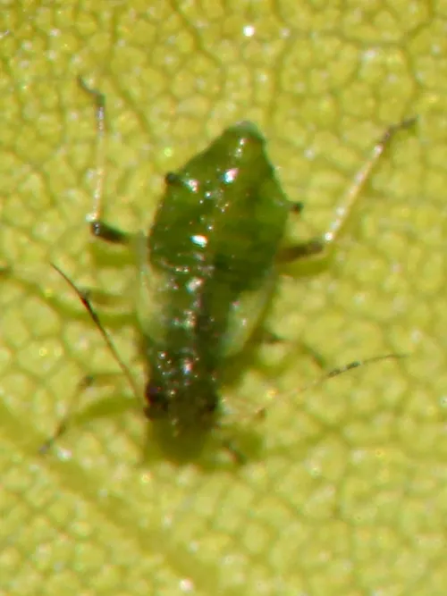 Common Maple Aphid - photo 5