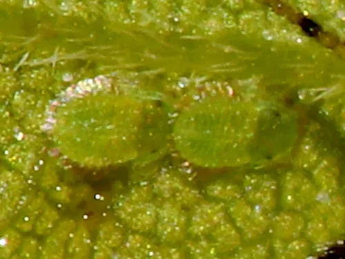 Common Maple Aphid - photo 6