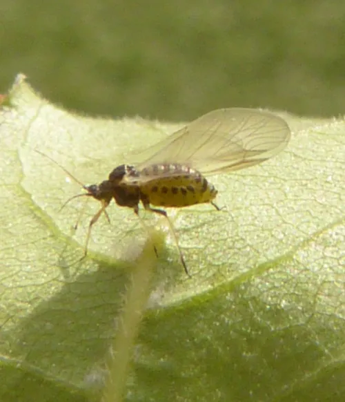 Common Maple Aphid - photo 7
