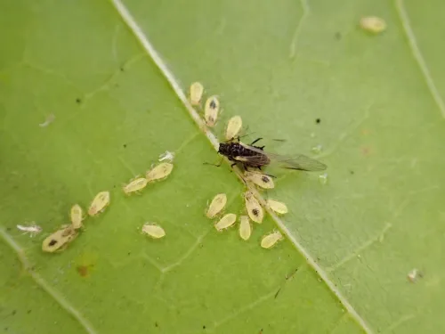 Common Maple Aphid - photo 8
