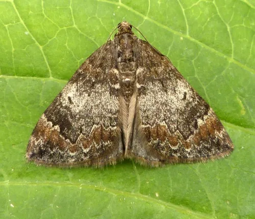 Common Marbled Carpet - photo 2