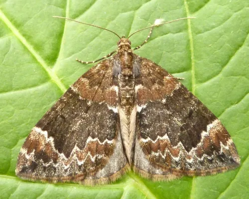 Common Marbled Carpet - photo 3