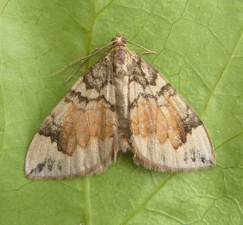 Common Marbled Carpet - photo 4