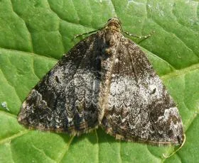 Common Marbled Carpet - photo 5