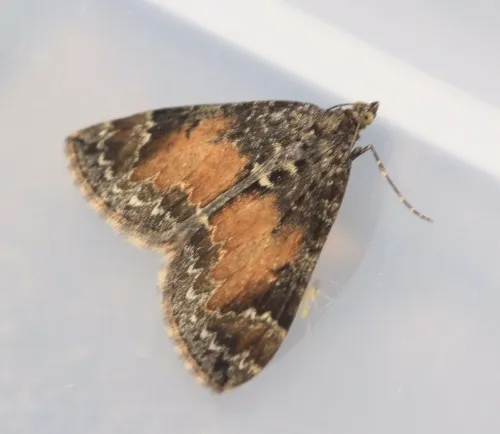 Common Marbled Carpet - photo 6