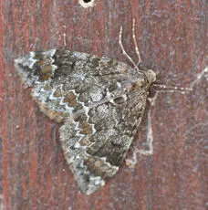 Common Marbled Carpet - photo 7