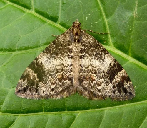 Common Marbled Carpet - photo 8