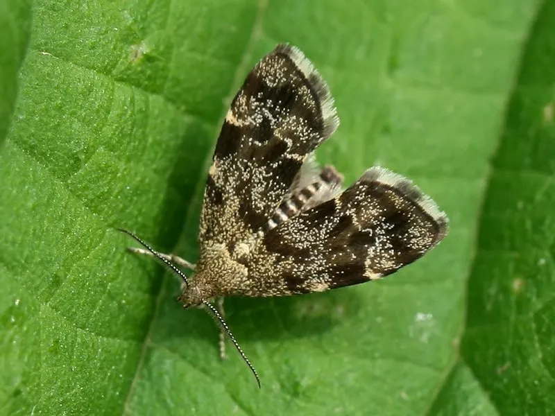 Anthophila fabriciana - photo 2