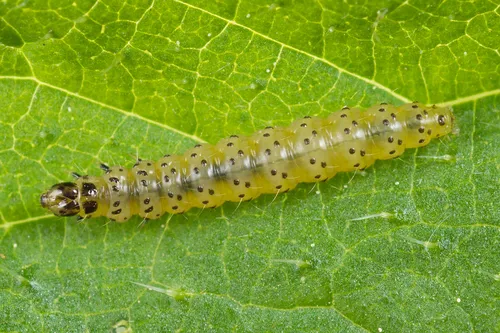 Anthophila fabriciana - photo 4