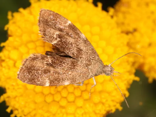Anthophila fabriciana - photo 6