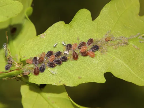 Thelaxes dryophila - Thelaxes dryophila