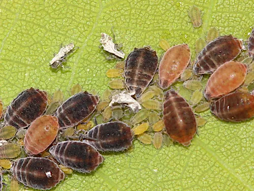 Thelaxes dryophila - photo 2