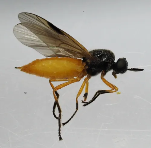 Common Orange Legionnaire - photo 7